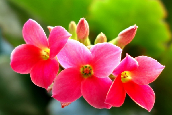 长寿花怎么促使长花苞，增强光照减少浇水