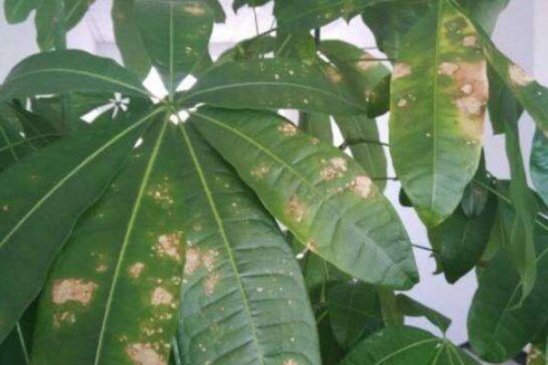 为什么发财树叶子发黄有斑点，养殖方法不当或遭受病害