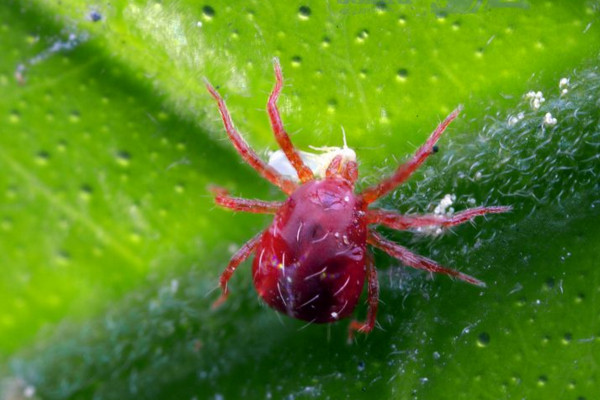 红蜘蛛用什么药最有效，数量多可使用螨克