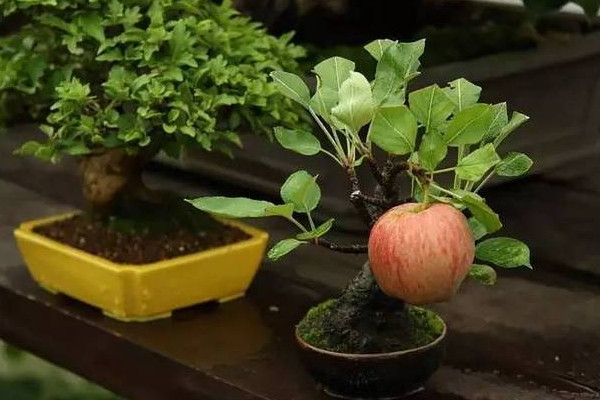 盆栽苹果树栽培技术，花盆容积大及时更换盆土