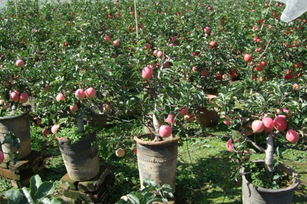 盆栽苹果树栽培技术，花盆容积大及时更换盆土