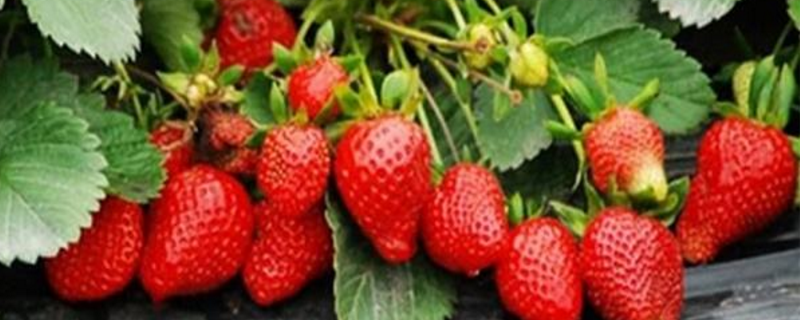 草莓栽培技术及注意事项
