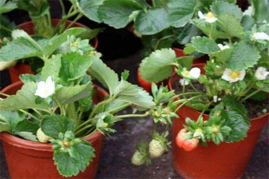 如何种植草莓？草莓种植方法