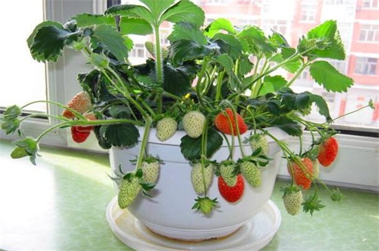 如何种植草莓？草莓种植方法