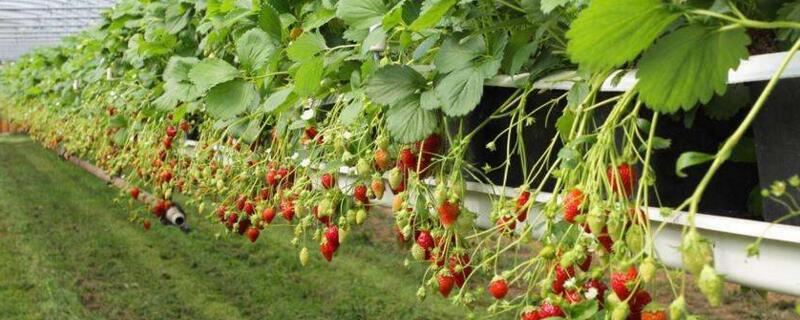 草莓栽培技术与管理要点