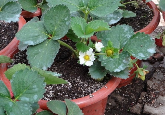 草莓种子如何发芽：播种前浸泡种子8-12小时