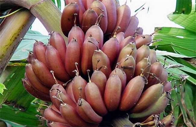 香蕉 常见种类 图片名称