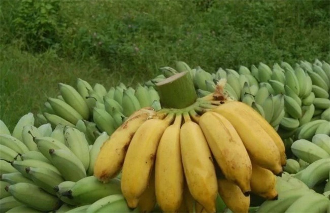 香蕉有哪些品种？ 六大常见香蕉品种的图片