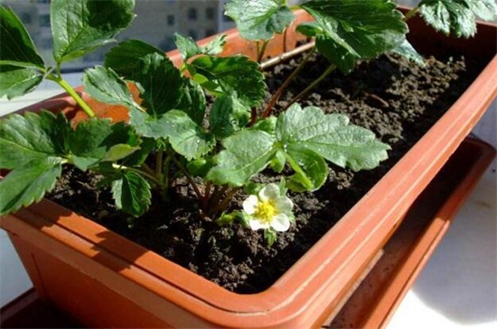 草莓种植季节：最适合春季播种，6月份就能成熟