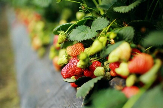 草莓种植季节：最适合春季播种，6月份就能成熟