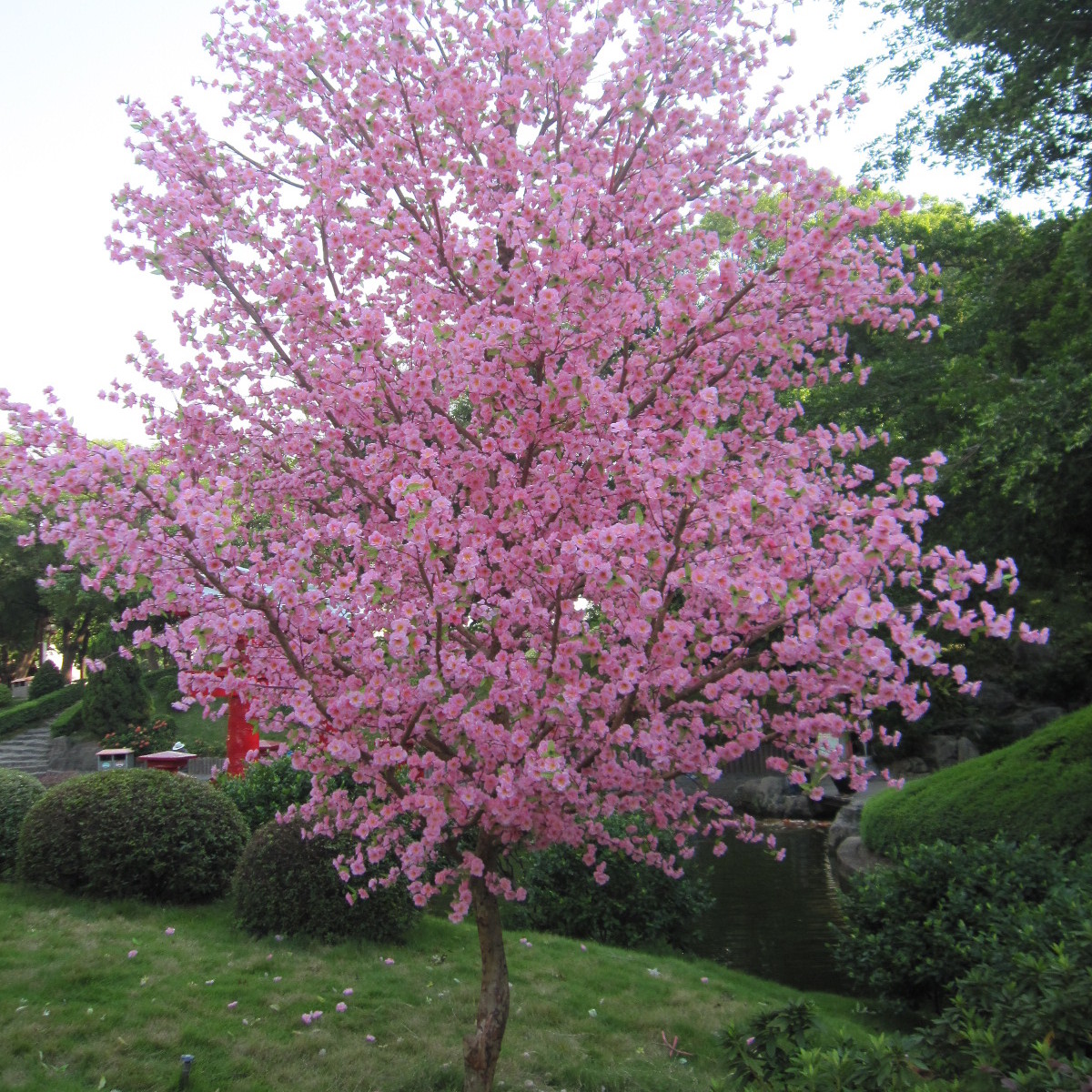 桃花树适合哪里种植