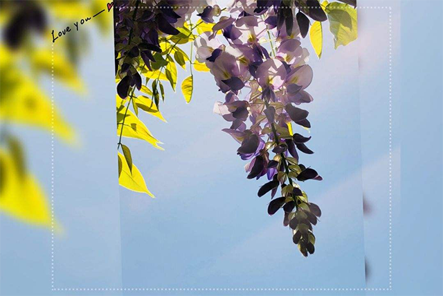  如何让耐盐碱的紫藤花在春天开花又多又香？